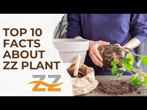 ZZ Plant: Top 10 Fascinating Facts You Didn't Know