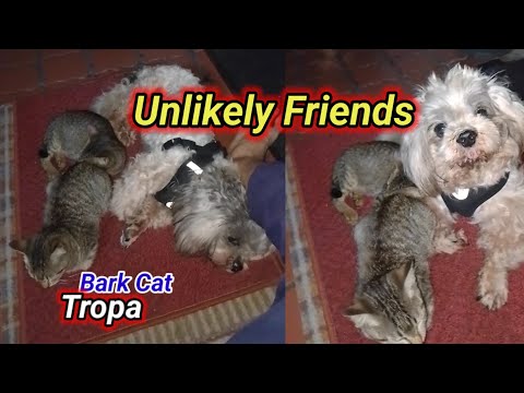 "Unlikely Friends: A Dog and Kitten's Tale"