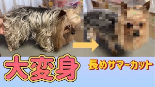 ヨーキーの長めサマーカット／セルフトリミング／ヨークシャーテリア