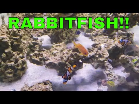 Buying EXOTIC RABBITFISH For My Marine Aquarium!!