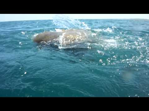 Mating Olive Ridley Sea Turtles