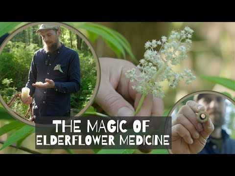 The Magic of Elderflower Medicine