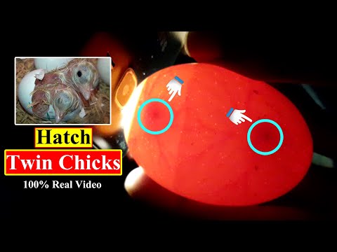 INCREDIBLE! WE HATCH OUR FIRST EVER TWIN CHICKS FROM DOUBLE YOLK EGGS | YOU CAN DO THIS