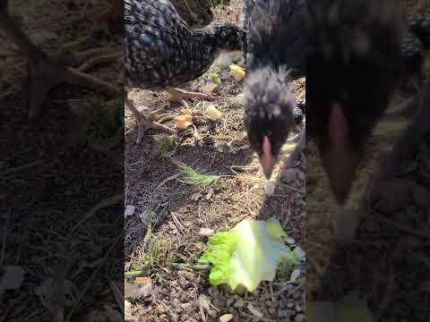 Feeding Chickens Food Scraps to Save on Feed Cost $$$  #backyardchickens #foodscraps