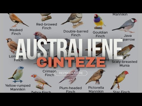 Cum să REPRODUCEM CINTEZE EXOTICE australiene ( goulzi, binseni, spiti, zebre, diamanti )