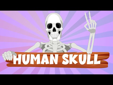 Human Skull: Definition, Anatomy, Structure, & Function - Human Skull for Kids - Learning Junction