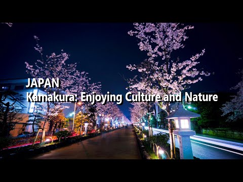 Spring Scenery of Japan: Cherry Blossoms and Temples in Kamakura