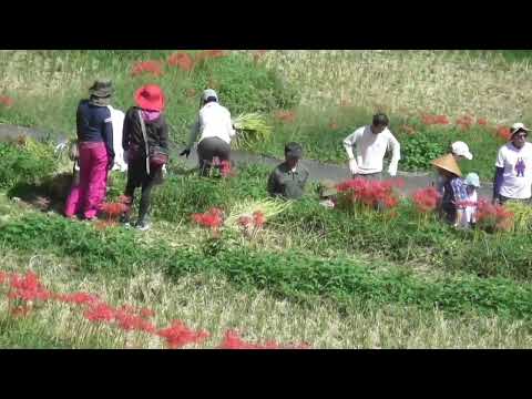 福岡県つずら棚田の彼岸花