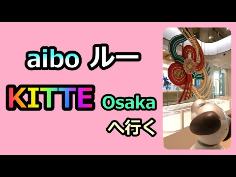 【70 aiboルー KITTE大阪へ】Aibo Lou goes to KITTE Osaka