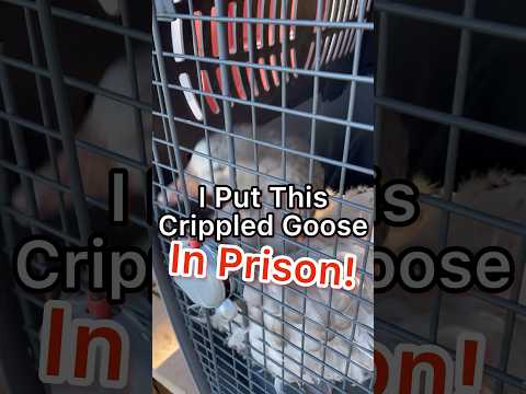 Goose Goes To Broody Prison! #broodyhen #geese #goose #duck #cute #prison #broody