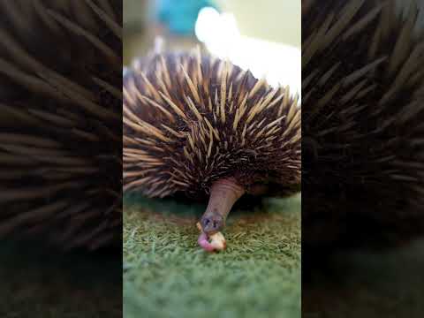 Echidna slurps #shorts