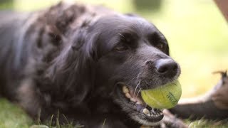 Dogs!  Learning about Dog Facts for Kids