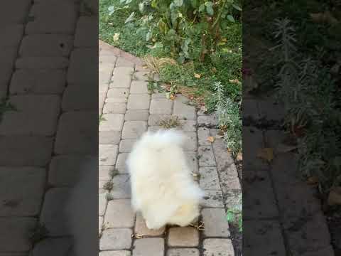 Dogs playing in garden/ cute dog short videos #shorts #dog #puppy