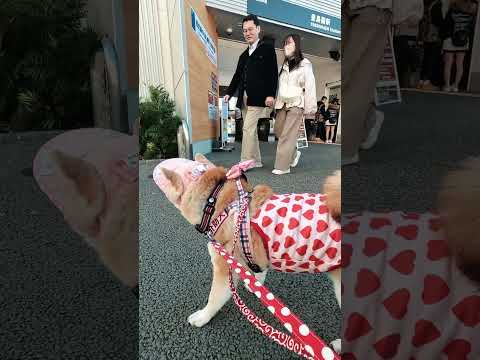 豊島園駅【介助犬と桃にゃん】 #柴犬介助犬 #介助犬るな #介助犬と桃にゃん #介助犬 #shiba #dog #cutedog