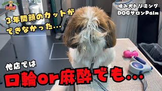 【初来店】他店ではカットできなかったシーズーの噛み犬トリミング！！