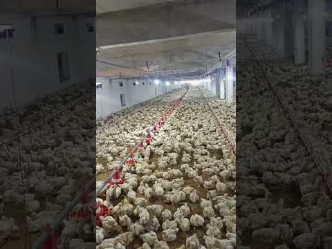 broiler farm #broiler_poultry_farm #murgifarm #chickenfarm #poultryfarmbusinessplan