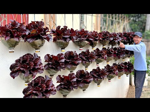 Plastic Bottle Garden: Superb Efficient Vegetable Growing And Space Saving!