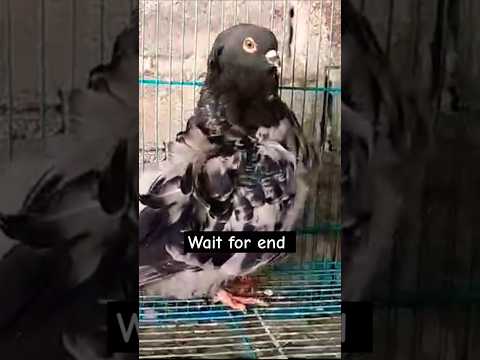 Fancy kabutar #pigeon #shortvideo #shorts #viralvideo