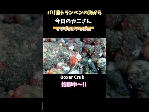 [キンチャクガニ] 抱卵中だよ〜!! boxer crub  #shorts