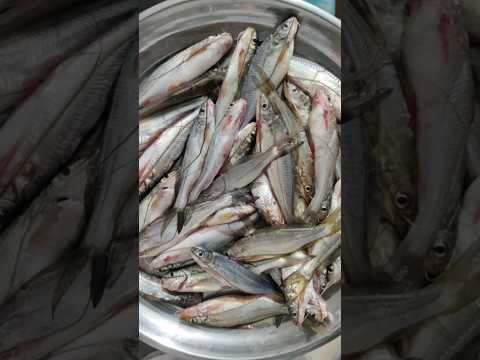 নদীর তাজা গুলশা মাছ🎣🐟#food #fish #fishing #nature #bangali #eating #shorts #tiktok #cartoon