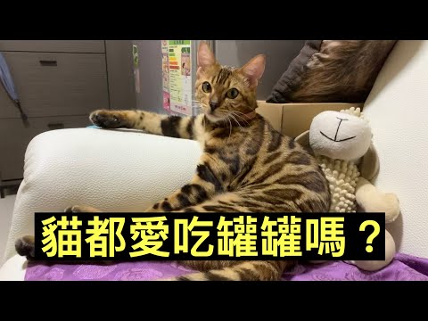 端午節｜貓都愛吃魚嗎？｜貓到底愛吃罐罐還是乾乾？｜成長日記EP11｜5月齡小貓記錄