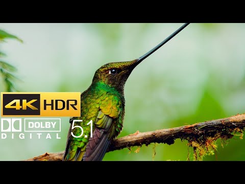 Planet Earth II - Hummingbirds (HDR - 4K - 5.1)