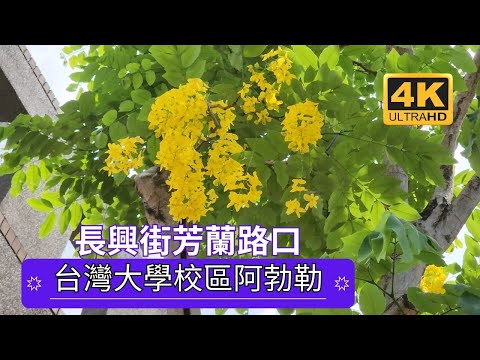 台北阿勃勒～長興街芳蘭路口阿勃勒的開花期在5至8月，花序長達30厘米以上。花朵呈黃色，花瓣有5枚，直徑約為3至4厘米。而果實是圓柱形的莢果，長度約30至60厘米，直徑約2至2.5厘米，成熟時黑褐色。