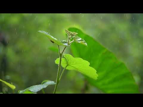 Rain Therapy in a Lush Forest | Natural Sounds to Sleep & Destress Instantly