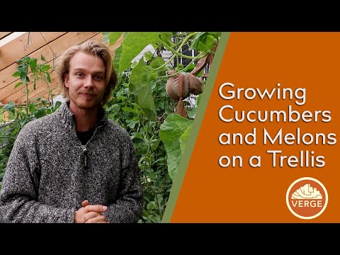 How We Grow Cucumbers/Melons on a Trellis in our Passive Solar Greenhouse