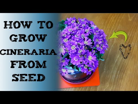 how to grow Cineraria from seed 瓜叶菊种子要怎么种 बीज से सिनेरिया कैसे उगाएं Como Cultivar Cinerária Flores