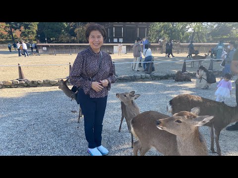 The Nara Deer Park and Osaka, Japan