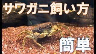 サワガニの飼い方