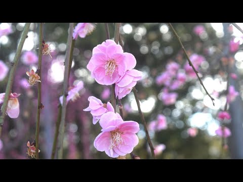 しだれ梅　開園3年目の梅園／三室戸寺