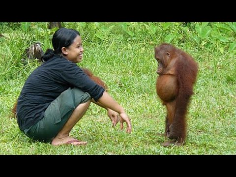 20 MINUTOS DE ANIMALES DEMOSTRANDO AMOR A SUS DUEÑOS 🤣🐶