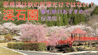 渓石園2022桜満開【秋だけじゃない春の魅力】