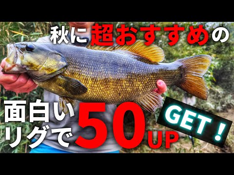 秋に超おすすめ！タフでも釣れる、根がかりしない、良く飛ぶ、あの面白いリグで50アップのモンスターゲット「ブラックバス」「釣り方」「スモールマウス」