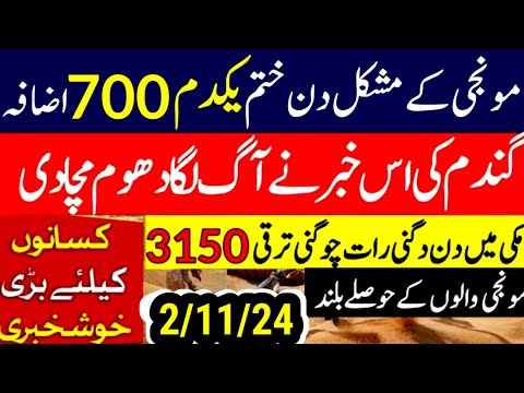 munji kaynat 1121rate 2024/munji 1509 new rate/today gundam rate/مونجی کا ریٹ کائنات گندم ریٹ 2025