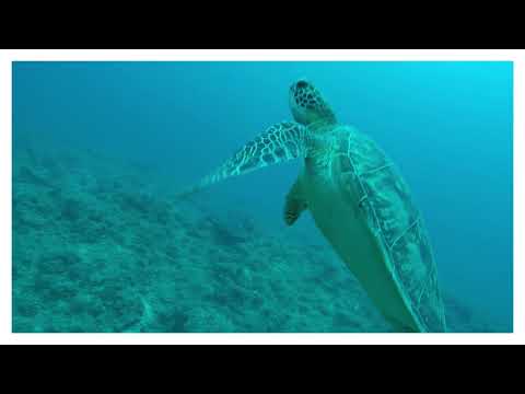 【石垣島】All Blue マンタと幻　シュノーケル・ダイビングツアー