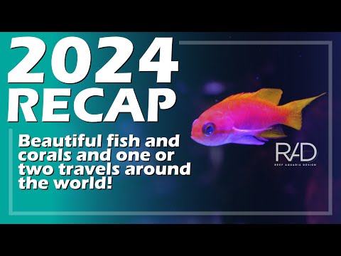 A YEAR FULL OF LEARNING AND NEW OPPORTUNITIES. THIS IS THE 2024 RECAP AT REEF AQUARIA DESIGN.