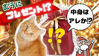 猫にクリスマスプレゼント！まさかの結果に大爆笑