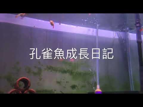 孔雀魚成長日記