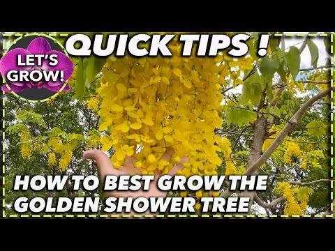 HOW TO GROW GOLDEN SHOWER TREE