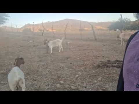 Aqui de #chivero en el #campo Febrero 07, #2024 en #cascalotedebravo #puebla #mexico #rancho