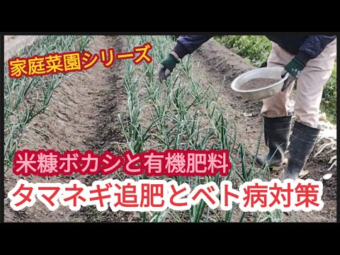 【タマネギ追肥とベト病対策】追肥は全て有機肥料、追肥の後はベト病対策【家庭菜園シリーズ】