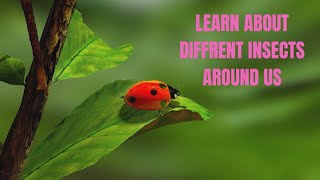 KID FIRST EDUCATION | LEARN ABOUT SOME INSECTS | HURRY ! #spellingforkids #animals #insects #22