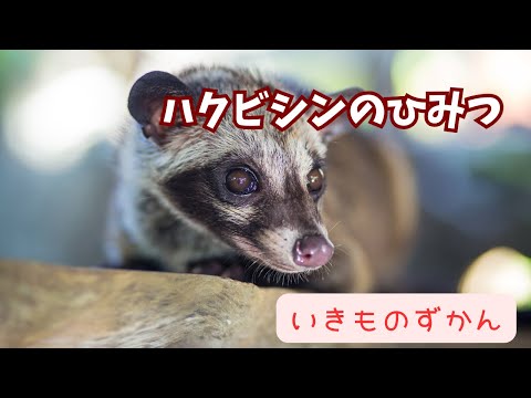 【いきものずかん】ハクビシンのひみつ