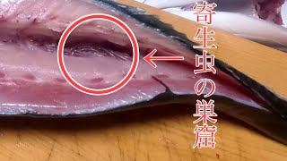 寄生虫だらけでも大丈夫！プロに教わる魚の捌き方から調理！！