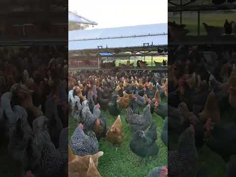 Free Range Poultry Farming Egg Farm #shorts