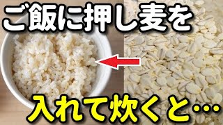 ご飯に大麦押し麦を足して炊くと…麦ご飯の美容・健康効果５選！血糖値抑制・ダイエットにも効果的？健康雑学