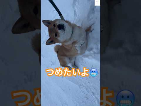 雪遊び🐶寒さに震えながらも元気いっぱい‼️ #柴犬　#犬　#かわいい犬 #雪 #寒い